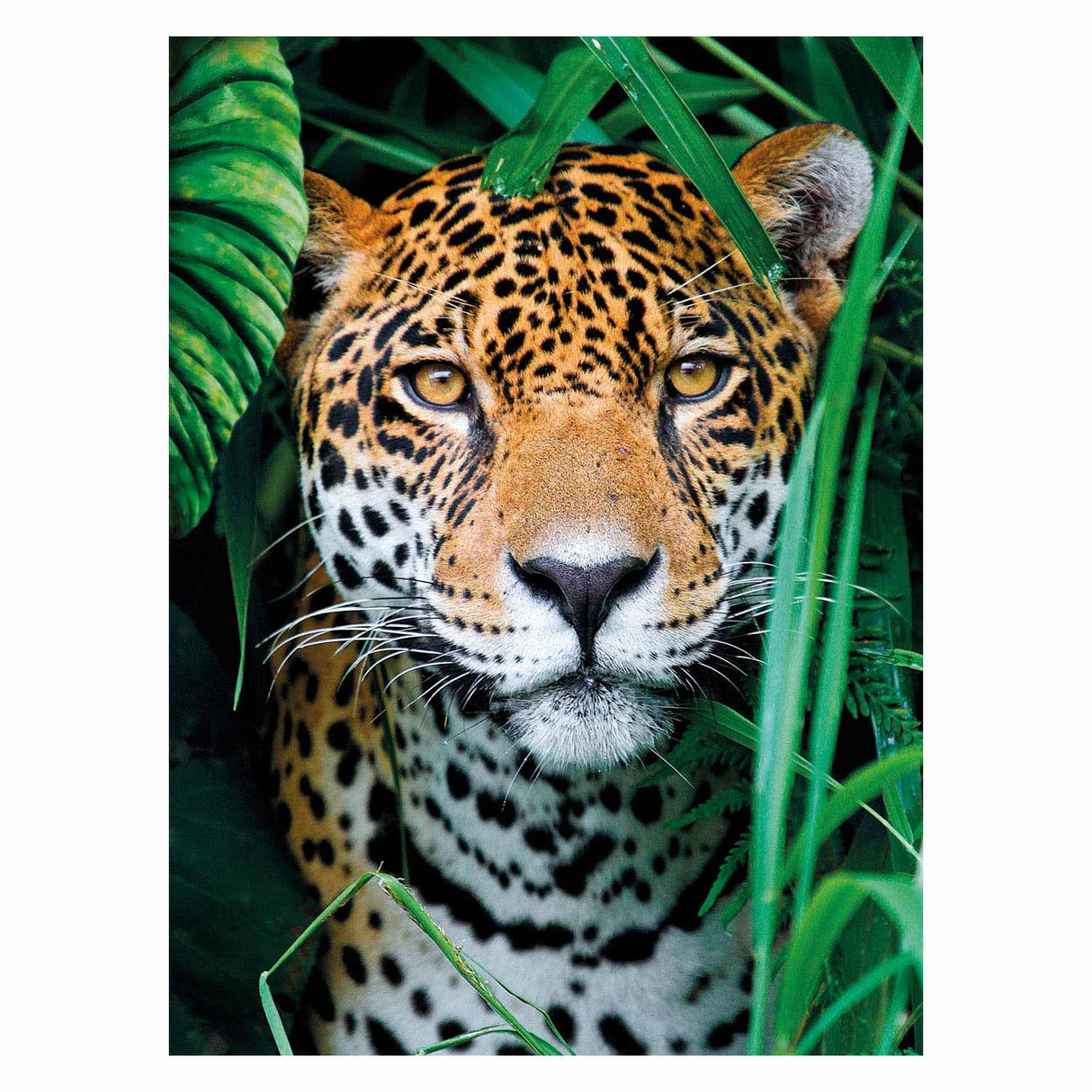 Clementoni Puzzle Jaguar in the Jungle, 500st.