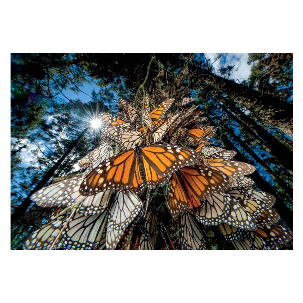 Clementi Jigsaw Puzzle National Geographics - Butterfly, 1000st.