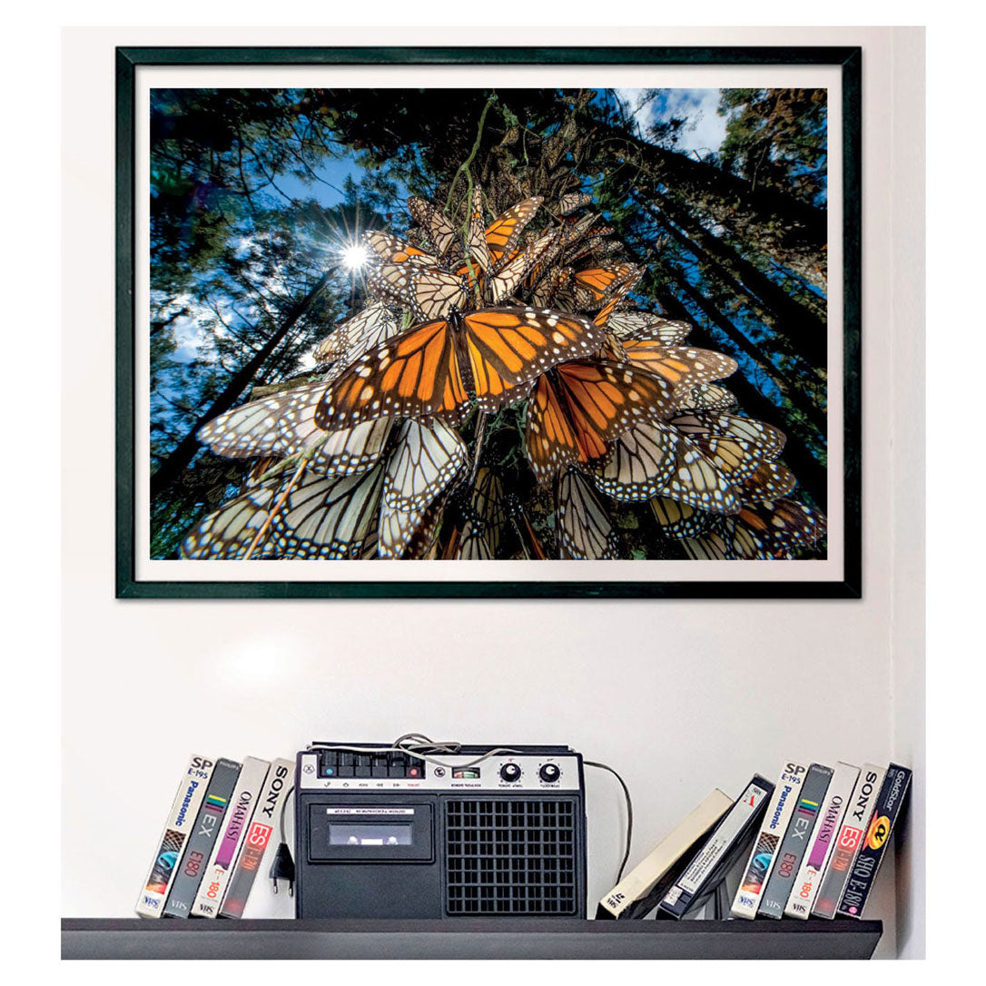 Clementi Jigsaw Puzzle National Geographics - Butterfly, 1000st.