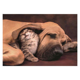 Clementoni puzzle chien et chat, 500 pcs.