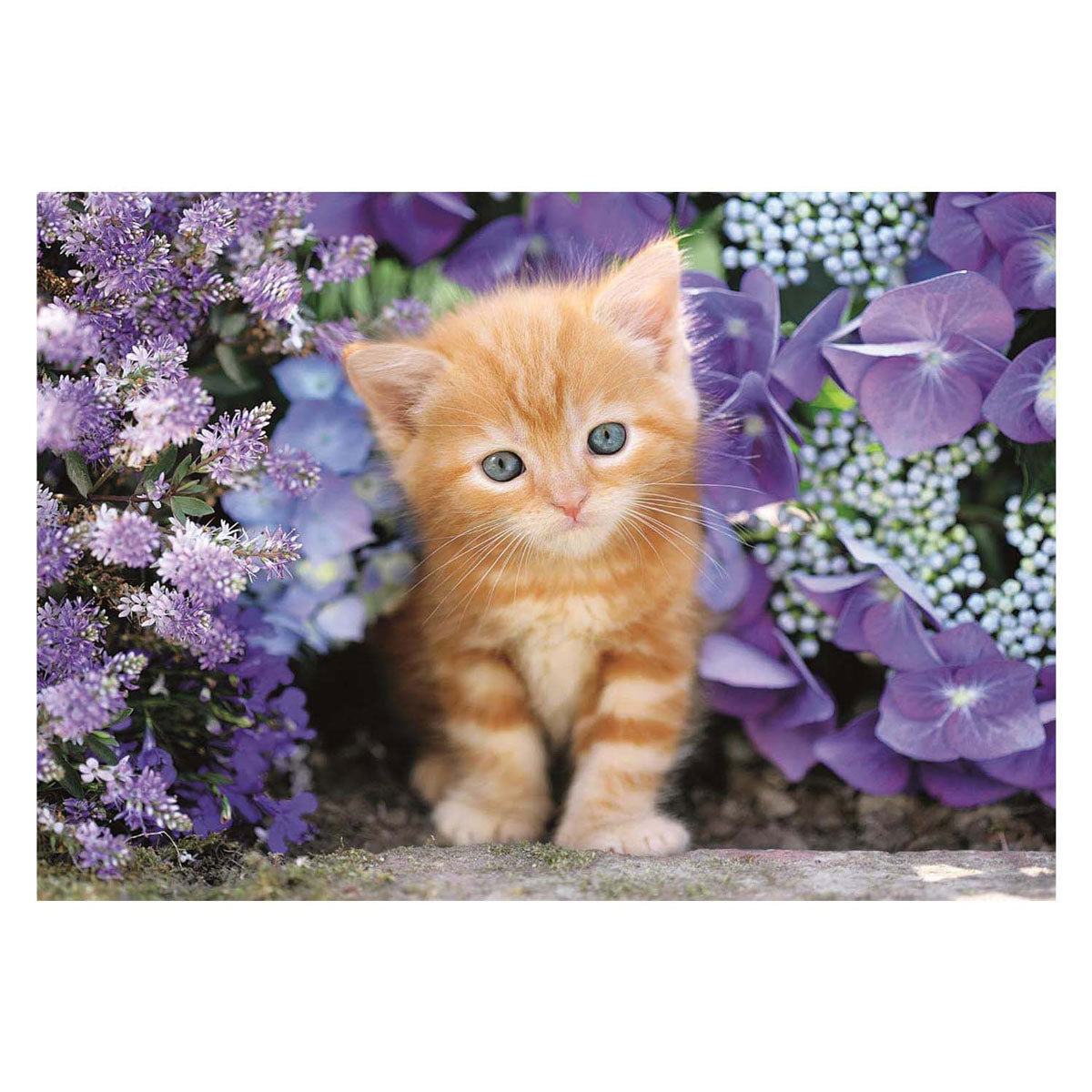 Clementoni clemetoni puzzle chat gingembre, 500 pcs.