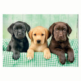 Clementoni puzzle trois laboratoires, 1000 pcs.