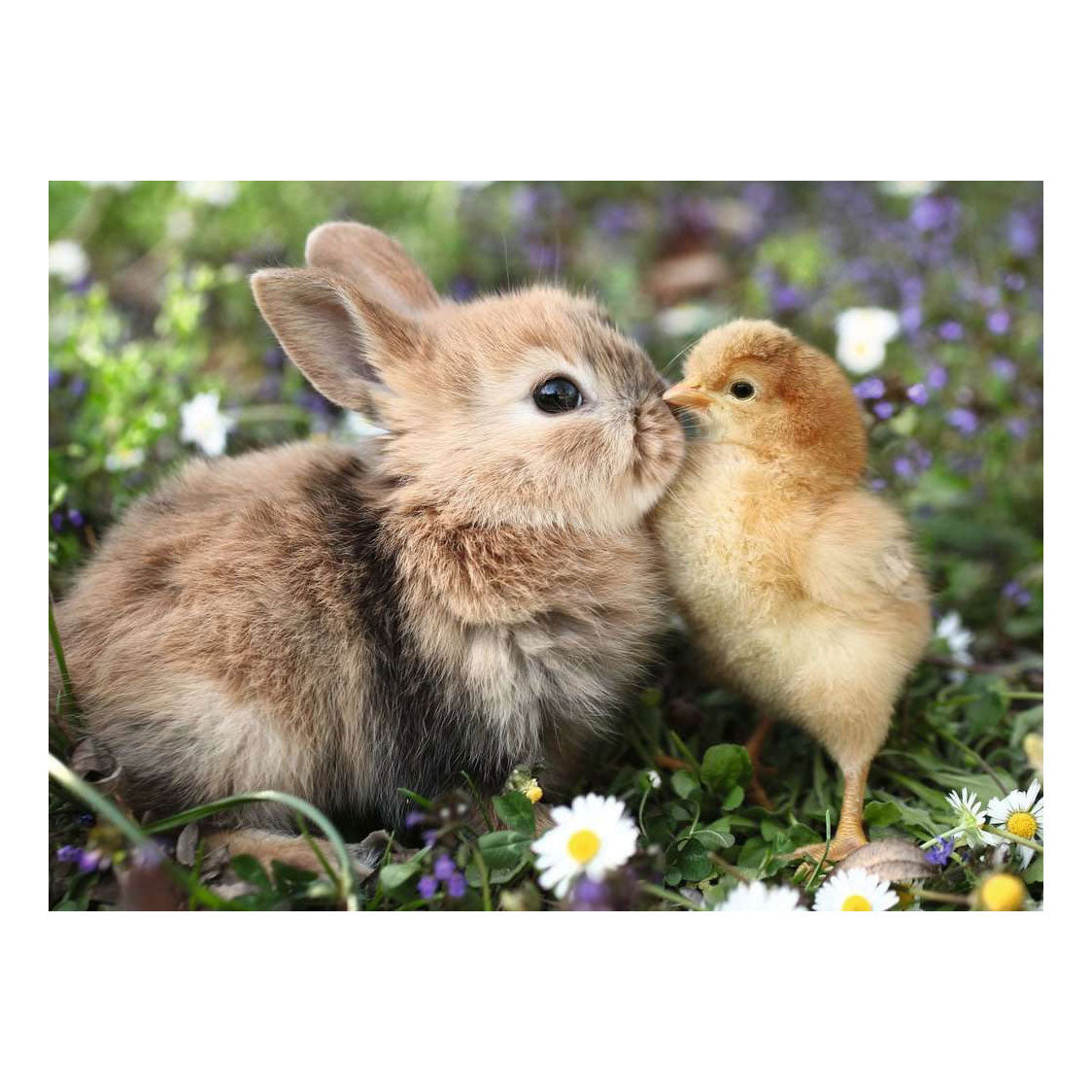 Ravensburger – lapin et poussin – puzzle – 500 pièces