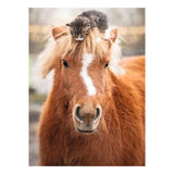 Ravensburger – poney et chat – puzzle – 500 pièces
