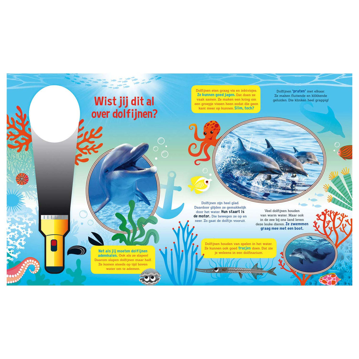 Recherche des dauphins + lampe de poche en carton