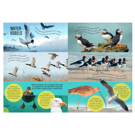 Rebo éditeurs oiseaux - guide et journal nature pour enfants