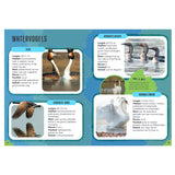 Rebo éditeurs oiseaux - guide et journal nature pour enfants