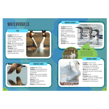 Rebo éditeurs oiseaux - guide et journal nature pour enfants