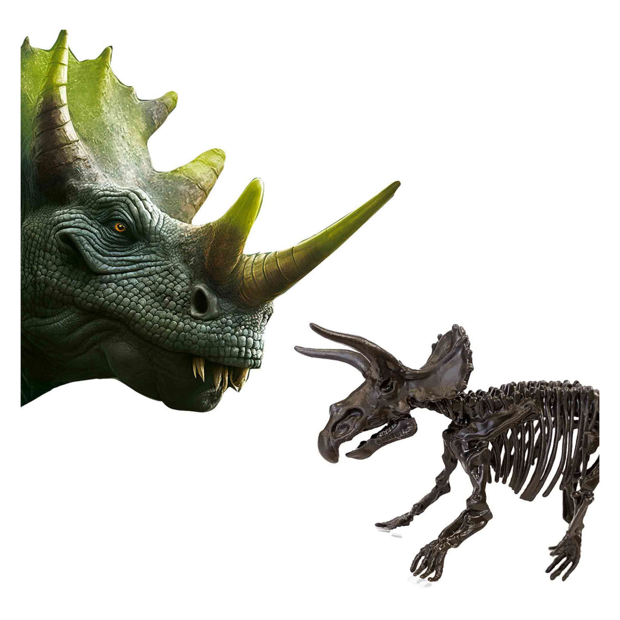 SES Explorez Dino et Squelette excavé 2in1 - Triceratops