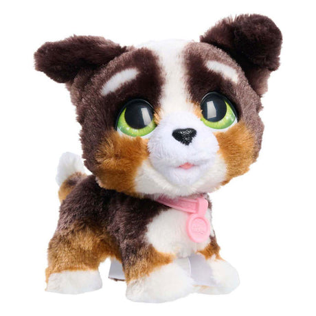 Spectron furreal marche beaucoup bernedoodle
