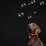 Défense Tickless Teek et VLO pour l'orange fluorescent pour chiens et chats