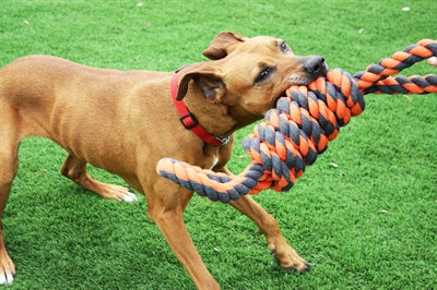 Happy pet noix pour noeuds bobine extrême 8 forme tugger gris orange