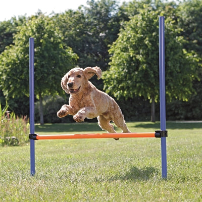 Trixie haie d'activité pour chien bleu orange