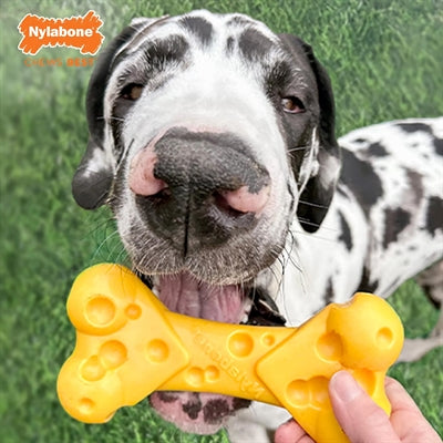 Nylabone dura masticar hueso de queso