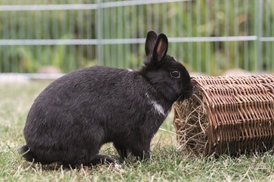 Lapin tunnel en saule Trixie