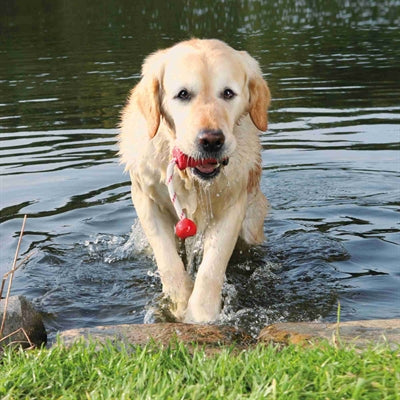 Trixie Dog Aktivität Mot-Fun Aqua Spielzeug schwebender roter Assorti