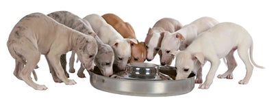 Bol de nourriture pour chiot Trixie junior en acier inoxydable