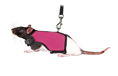 Harnais souple Trixie avec laisse pour rats assortis