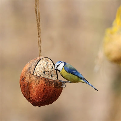 Meglio per gli uccelli di cocco pieno di grasso