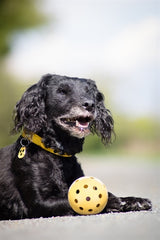 Trixie Gatenbal Goma natural con campana para perros ciegos o discapacitados