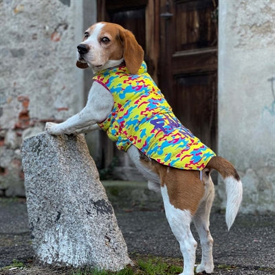 Croci hunde jakke falske nyheder gul blå fuchsia