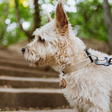 Tickless Eco Teek und VLO -Verteidigung für Hund und Katze Brown