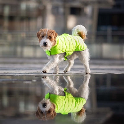 Croci Dog Coat Leades ecológicos acolchadas de amarillo