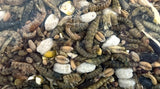 Utopie stooivoos avec des insectes