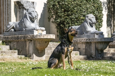 Morso laisse pour chien réglable en métal recyclé marron