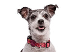 Collier pour chien Morso recyclé rose think pink