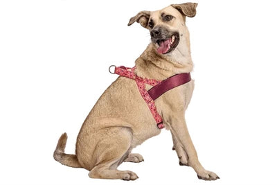 Harnais pour chien norvégien Morso recyclé rose think pink