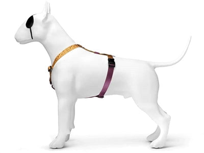 Morso harnais pour chien h-harnais recyclé jungle tambour orange