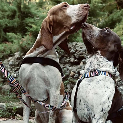 Laisse pour chien Morso réglable incident de spaghetti recyclé