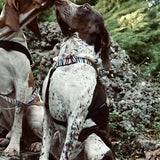 Incident de spaghetti recyclé avec harnais pour chien Morso