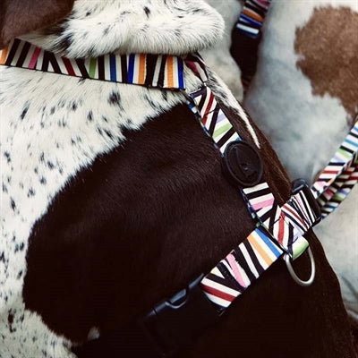 Incident de spaghetti recyclé avec harnais pour chien Morso