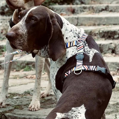 Incident de spaghetti recyclé avec harnais pour chien Morso