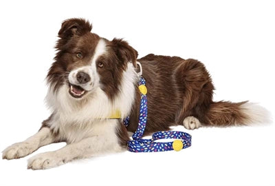 Laisse pour chien Morso recyclé couleur envahisseurs violet
