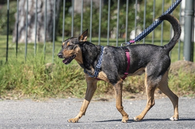 Morso laisse pour chien réglable flux de puissance recyclé noir