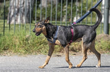 Flusso di potenza riciclato regolabile alla cintura del cane morso nero