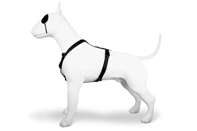 Morso harnais pour chien h-harnais recyclé or caviar or