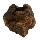 Chog Woodzzz mâcher la racine avec de l'huile d'olive