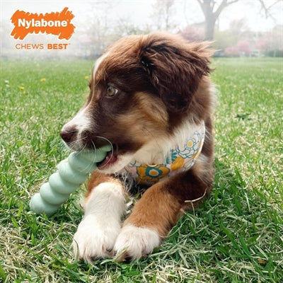 Nylabone Puppy Tactile Stick Flavour d'arachide