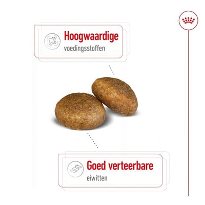 Adulte royal canin maxi