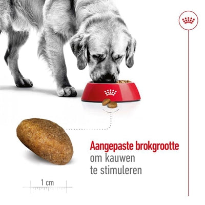 Adulte royal canin maxi