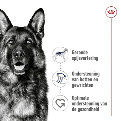 Adulte royal canin maxi