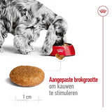 Adulte moyen de canin royal