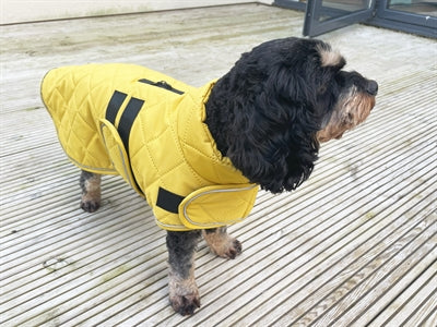 Feliz chaqueta para perros de gorra ir a caminar mostaza acolchada