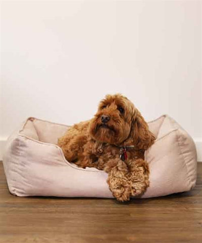 Lit pour chien Rosewood 40 winks sergé fin beige