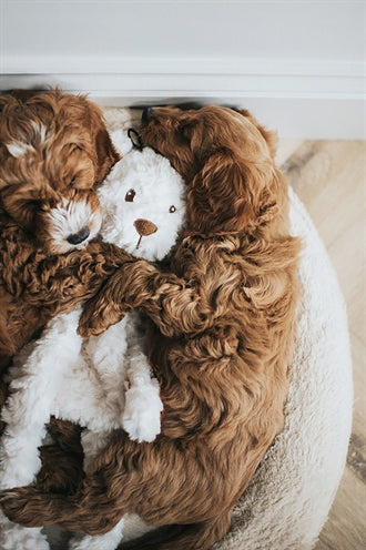 Mon chien ours crème peluche