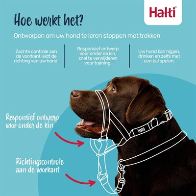 La compagnie des animaux compagnie des animaux licol halti noir